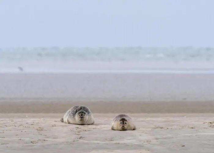 Villavilla 165 - Fano, Sydjylland Vakantiehuis
